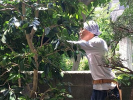 庭木・植木の剪定